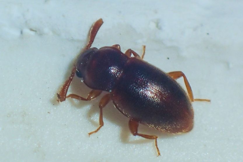 tiny black bugs in bathroom no wings