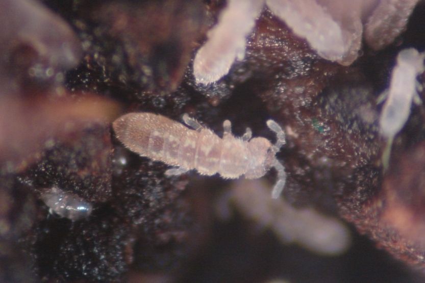 tiny gray bugs in sink