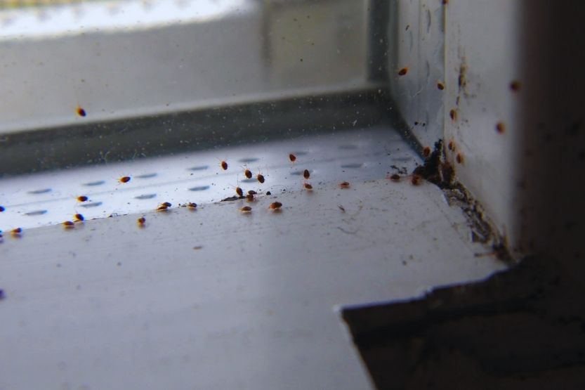 dead bed bugs on window sill