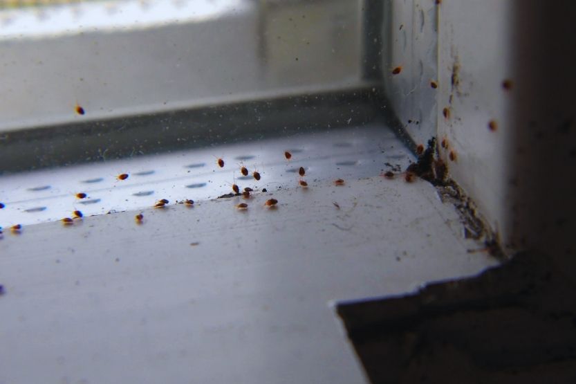 Bed Bugs on Window Sill – How to Get Rid of Them - Home Care Zen