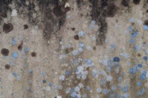 Read more about the article Mildew Vs Mold – What Is the Difference?