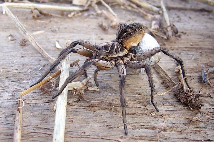 brown spider with white back