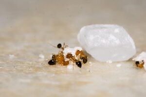 Read more about the article How to Get Rid of Ants in the Kitchen