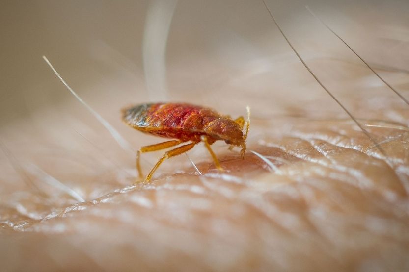 little white crumbs in bed not bed bugs