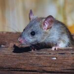 Mouse Droppings in the Kitchen - What to Do