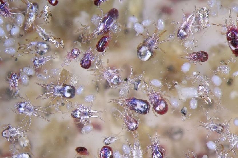 signs of bed bugs on sheets