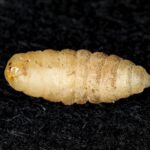 Small White Worms in House – What Are They and How to Get Rid of Them