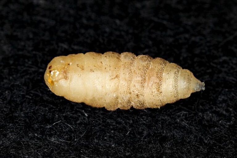 Read more about the article Small White Worms in House – What Are They and How to Get Rid of Them