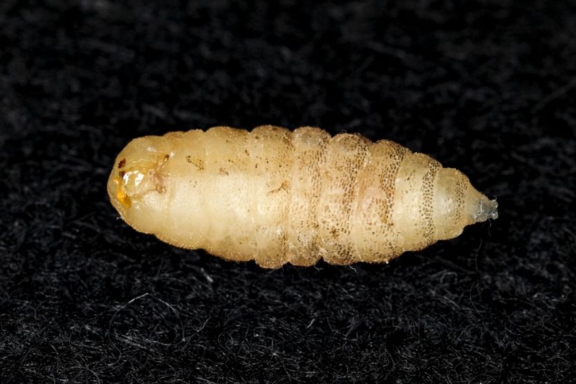 white worms in kitchen wall