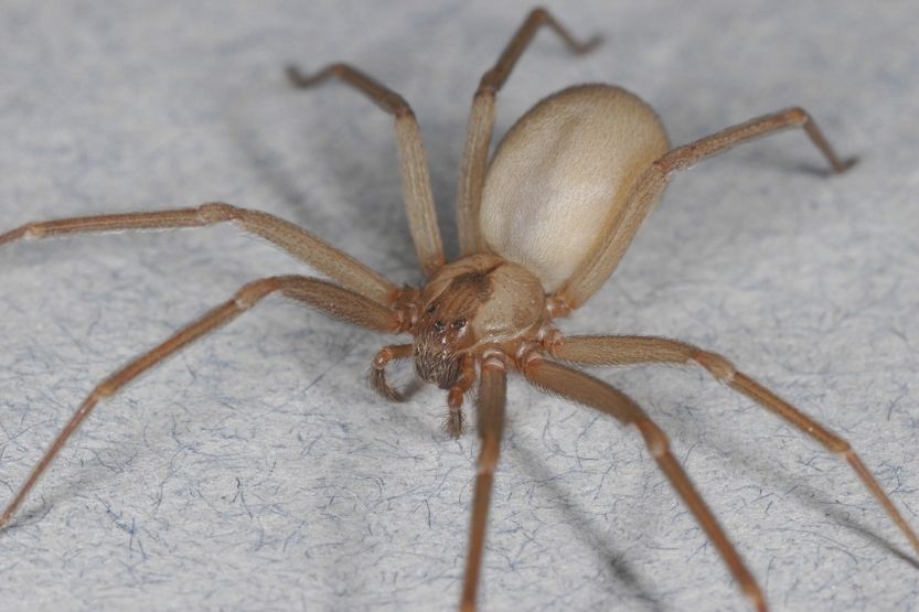 spider with white butt