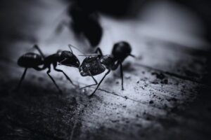 Read more about the article Tiny Ants in the Kitchen: How to Get Rid of Them