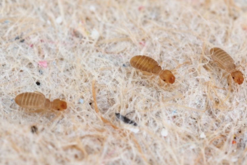 tiny grey bugs on window sill