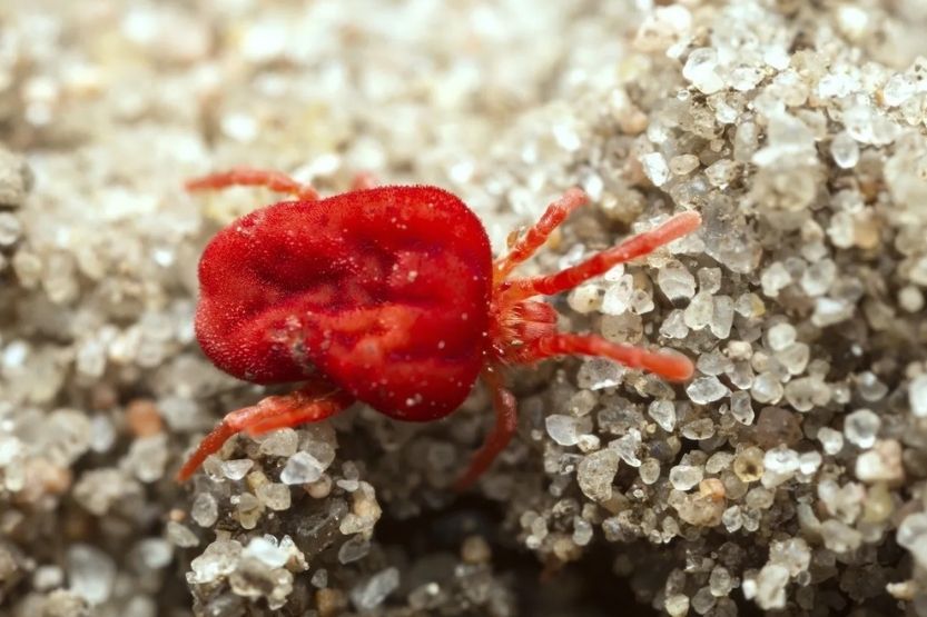 tiny red bugs on window sill