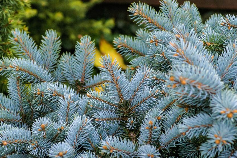 japanese blue maple bonsai tree seeds