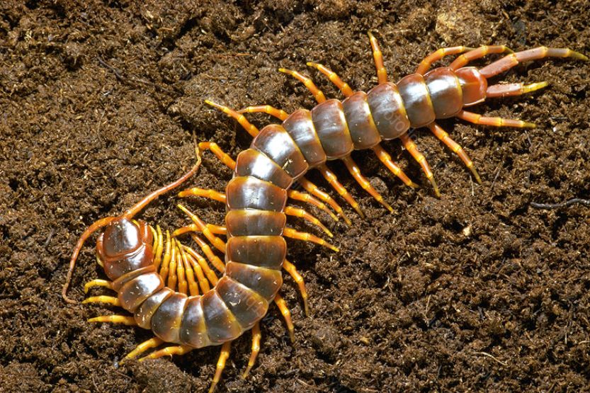 millipede small tiny worms in house