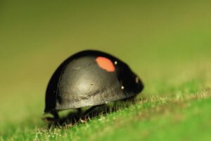 Read more about the article Black and White Ladybug – Facts and Are They Poisonous?