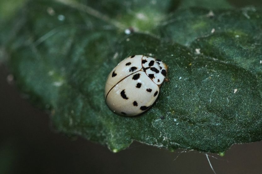 black and white ladybug in house
