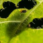 Lettuce Bugs - What Are They? Are They Harmful? How to Remove?