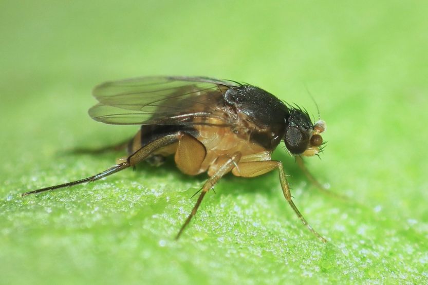 small black flies in house all of a sudden