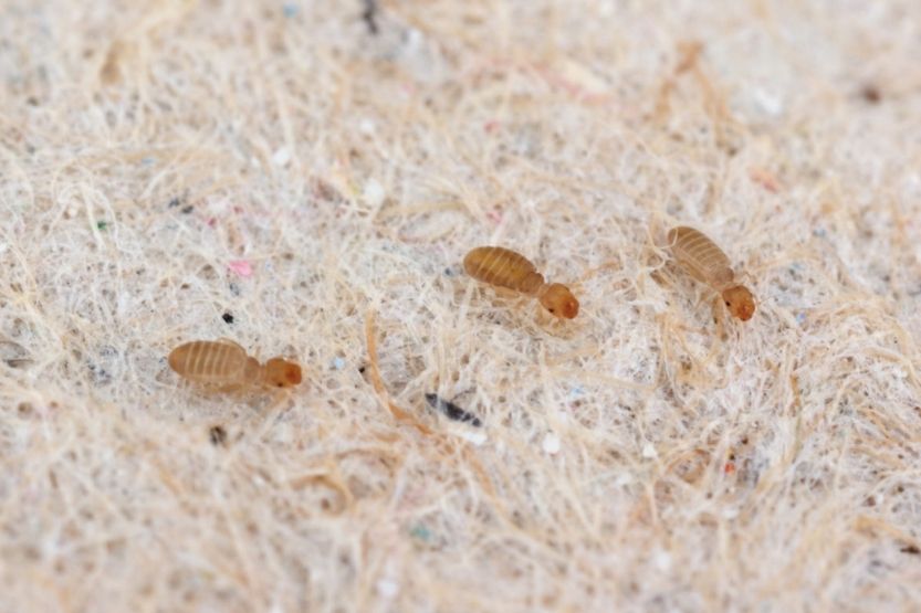 very small grey bugs on window sill