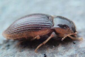 Read more about the article Biscuit Beetles – How to Get Rid of Them