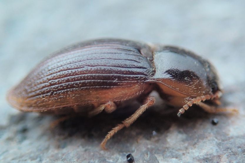 biscuit beetles