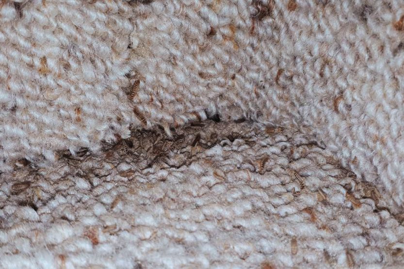 carpet beetles bite