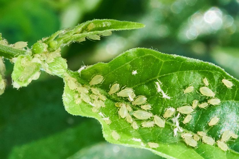 greenbug aphids