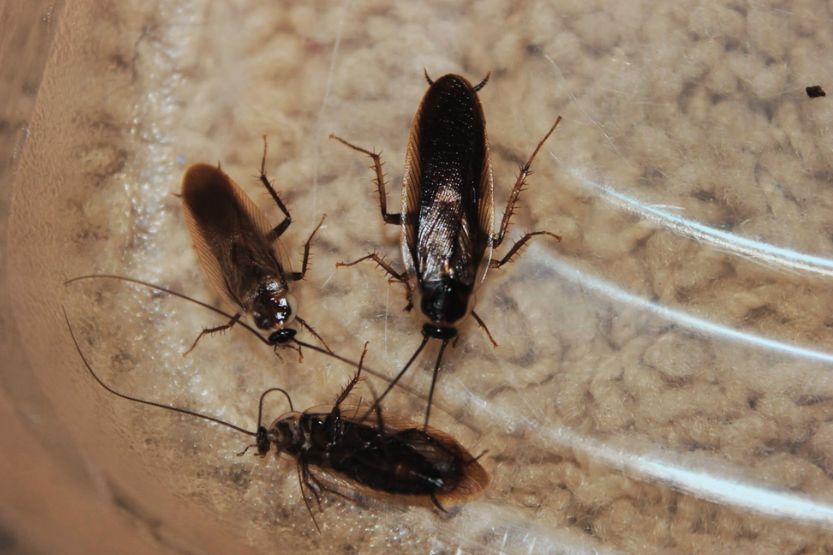 tiny black bugs in kitchen cupboards