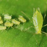 tiny lime green bug