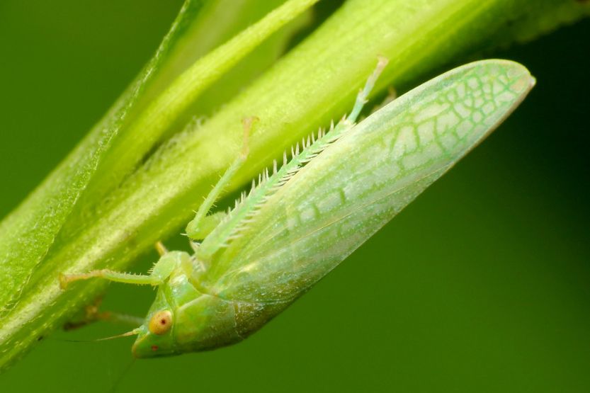 tiny lime green bug that flies