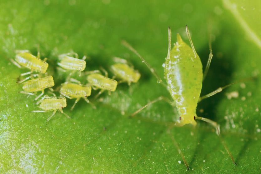 tiny lime green bug