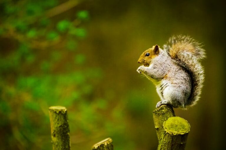Read more about the article What Is a Group of Squirrels Called?